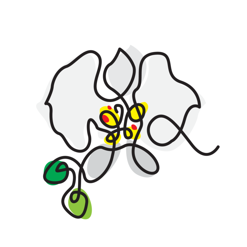 Obsequio Flower-León - Imagen 9
